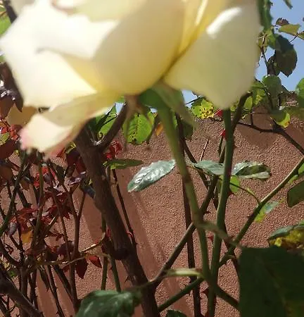 Casa Delle Rose * Porto Cesareo