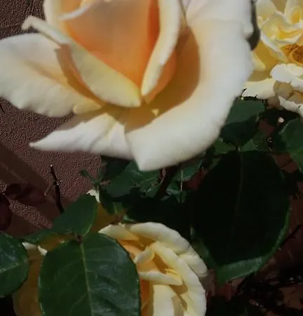 Casa Delle Rose, Con Parcheggio Privato Penzion *