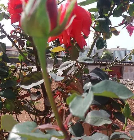 Guest house Casa Delle Rose